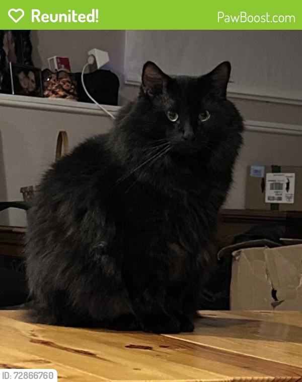 Reunited Male Cat last seen T. Hickey Dr / Essington / Theodore , Joliet, IL 60435