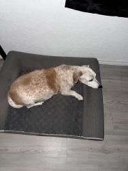 Lost Female Dog last seen Courtsey Street, New Braunfels, TX 78130