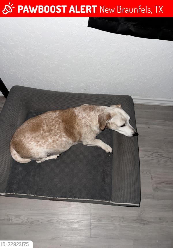 Lost Female Dog last seen Courtsey Street, New Braunfels, TX 78130