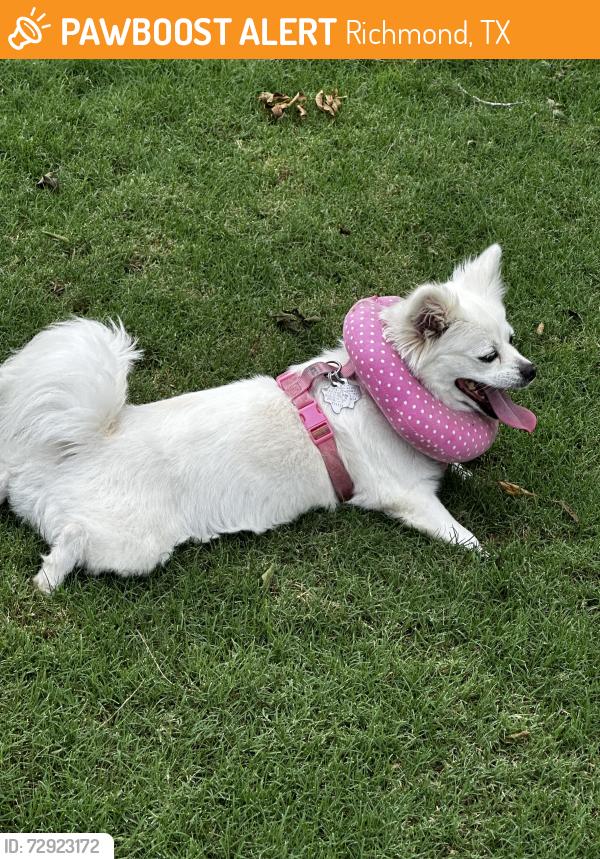 Found/Stray Female Dog last seen Near Del Webb Lakehouse , Richmond, TX 77469