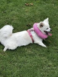 Found/Stray Female Dog last seen Near Del Webb Lakehouse , Richmond, TX 77469