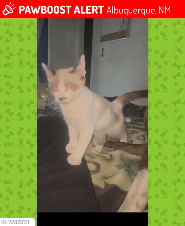 Lost Unknown Cat last seen Near karlson dr ne , Albuquerque, NM 87113