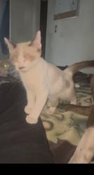 Lost Unknown Cat last seen Near karlson dr ne , Albuquerque, NM 87113
