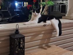 Reunited Male Cat last seen 18th and P streets, Sacramento, CA 95811