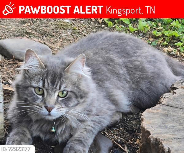 Lost Female Cat last seen North Holston River Dr., Kingsport, TN 37660