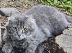 Lost Female Cat last seen North Holston River Dr., Kingsport, TN 37660