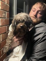 Found/Stray Female Dog last seen Quality Drive , Georgetown, KY 40324