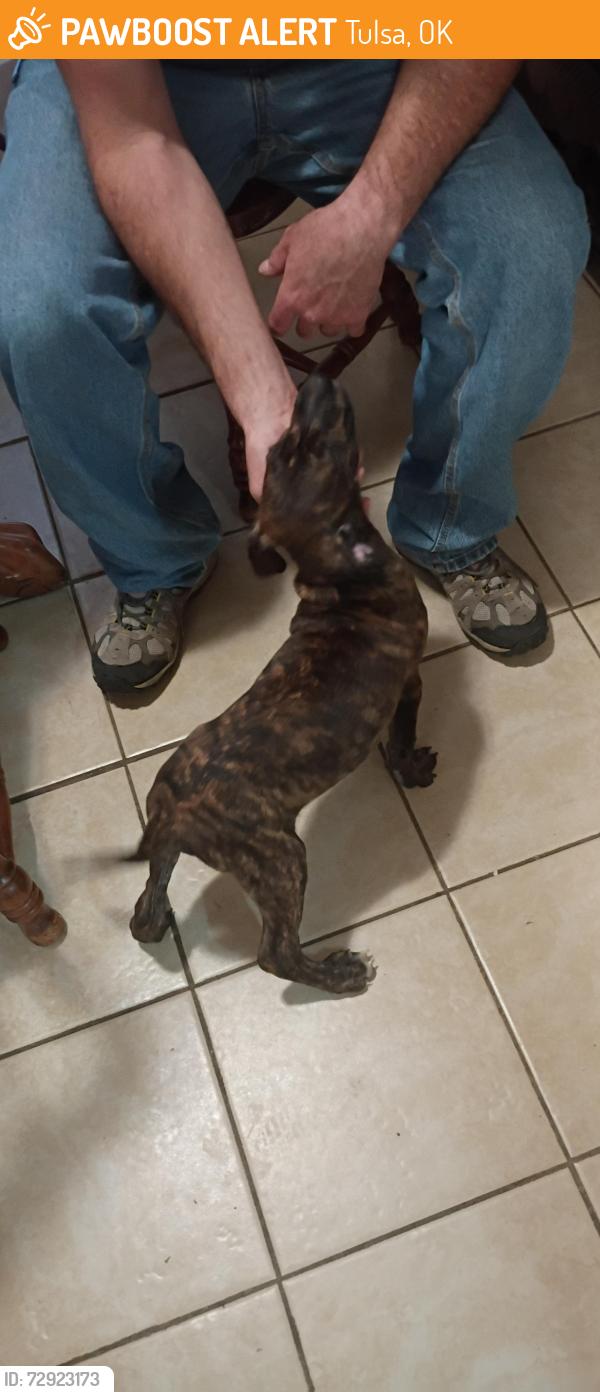 Found/Stray Male Dog last seen 14th and memorial, Tulsa, OK 74112