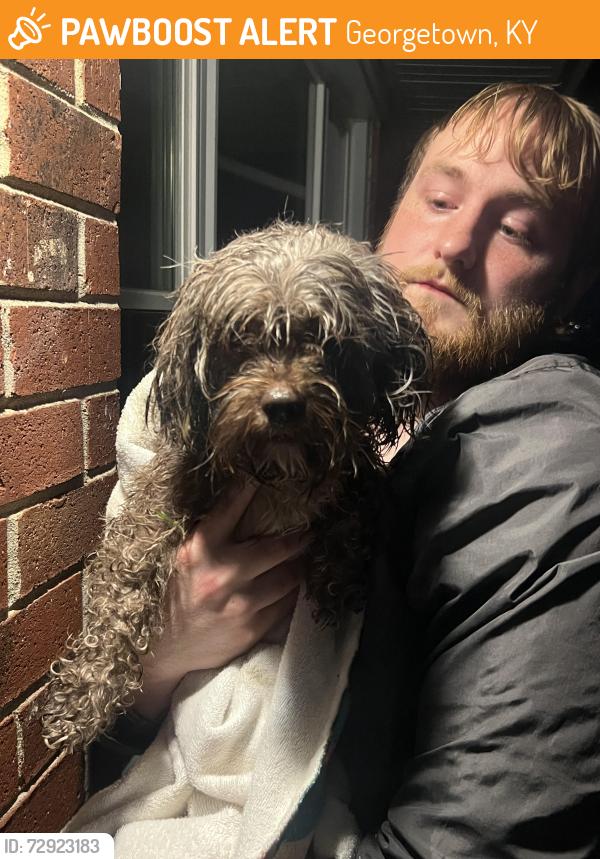 Found/Stray Female Dog last seen Quality Drive , Georgetown, KY 40324
