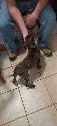 Found/Stray Male Dog last seen 14th and memorial, Tulsa, OK 74112