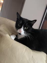 Lost Male Cat last seen Olympia Way and Scott Drive , Olympia Fields, IL 60461