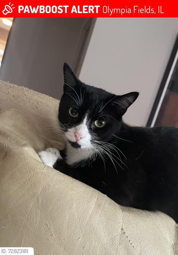 Lost Male Cat last seen Olympia Way and Scott Drive , Olympia Fields, IL 60461