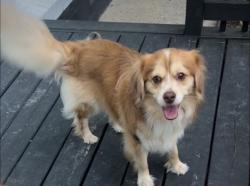 Lost Male Dog last seen Taylor Rd, Jonesboro, GA 30238