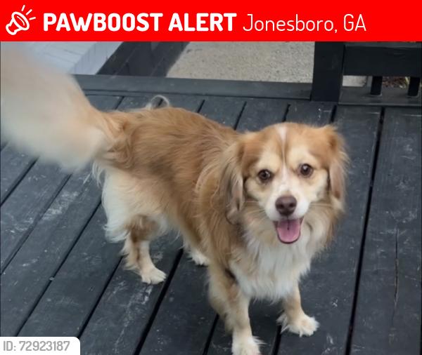 Lost Male Dog last seen Taylor Rd, Jonesboro, GA 30238