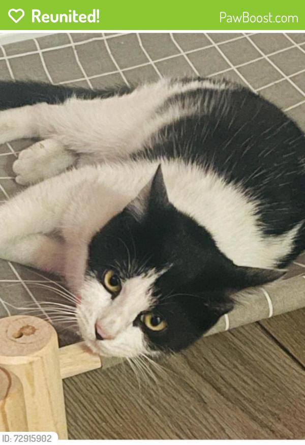 Reunited Female Cat last seen Rosedale Ave, Manaion St, Commonwealth, Bronx River, Cross Bronx, The Bronx, NY 10460
