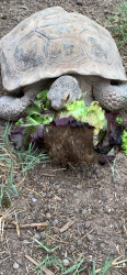 Lost Male Reptile last seen Michael and Washington , Las Vegas, NV 89107