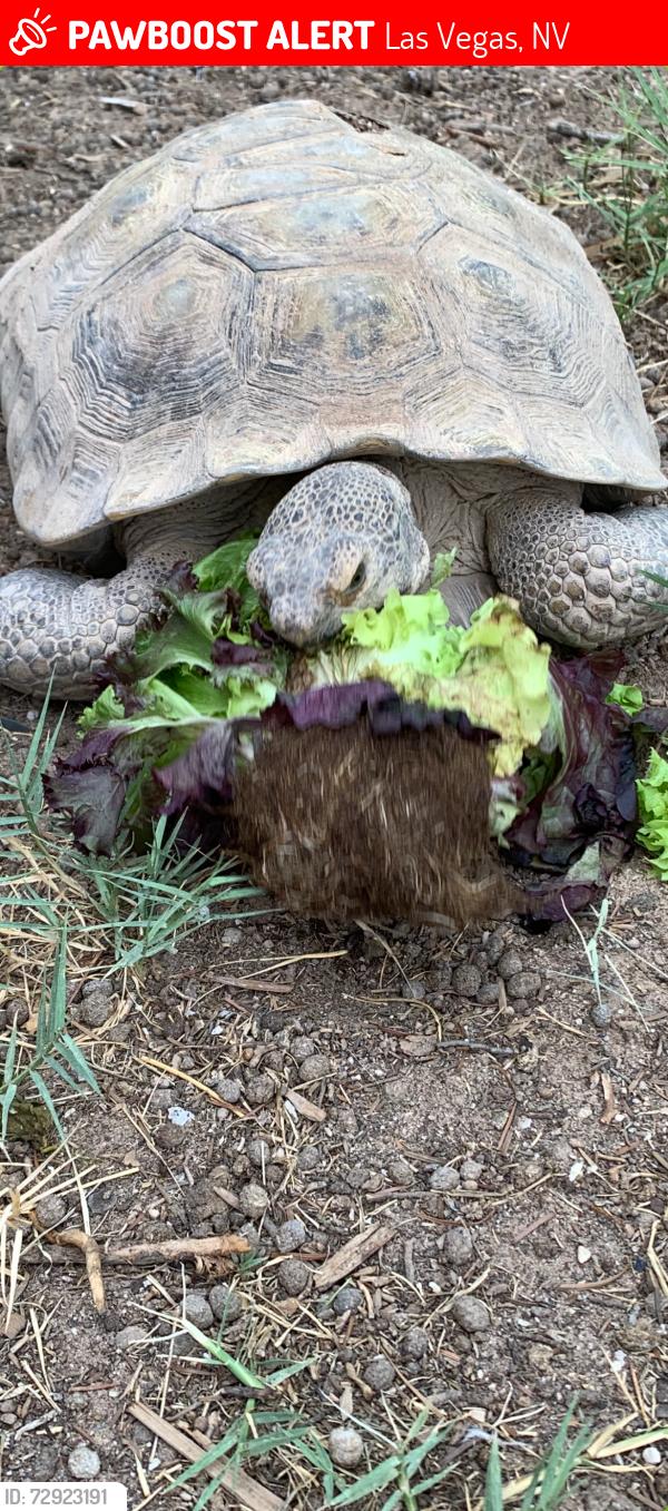 Lost Male Reptile last seen Michael and Washington , Las Vegas, NV 89107