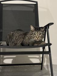 Reunited Male Cat last seen Williams St , Des Moines, IA 50317