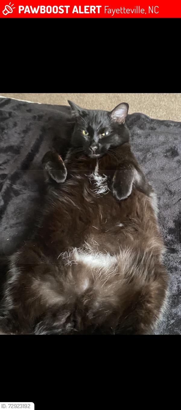 Lost Female Cat last seen reno drive, Fayetteville, NC 28306