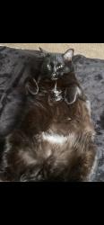 Lost Female Cat last seen reno drive, Fayetteville, NC 28306
