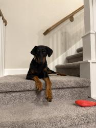 Reunited Female Dog last seen Tidwell and T C Jeater, Houston, TX 77091