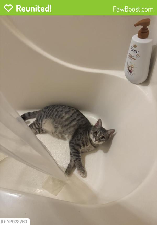 Reunited Female Cat last seen Near Sara Jean Terrace, Glen Allen, VA 23060, USA, Glen Allen, VA 23060
