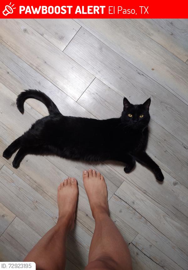 Lost Male Cat last seen Joe herrea, El Paso, TX 79924