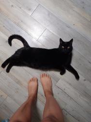 Lost Male Cat last seen Joe herrea, El Paso, TX 79924