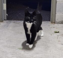 Reunited Unknown Cat last seen Near Wilmimgton West Chester Pike, Concord Township, PA 19340
