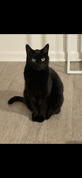 Lost Male Cat last seen Near N county 11 , Fort Collins, CO 80525
