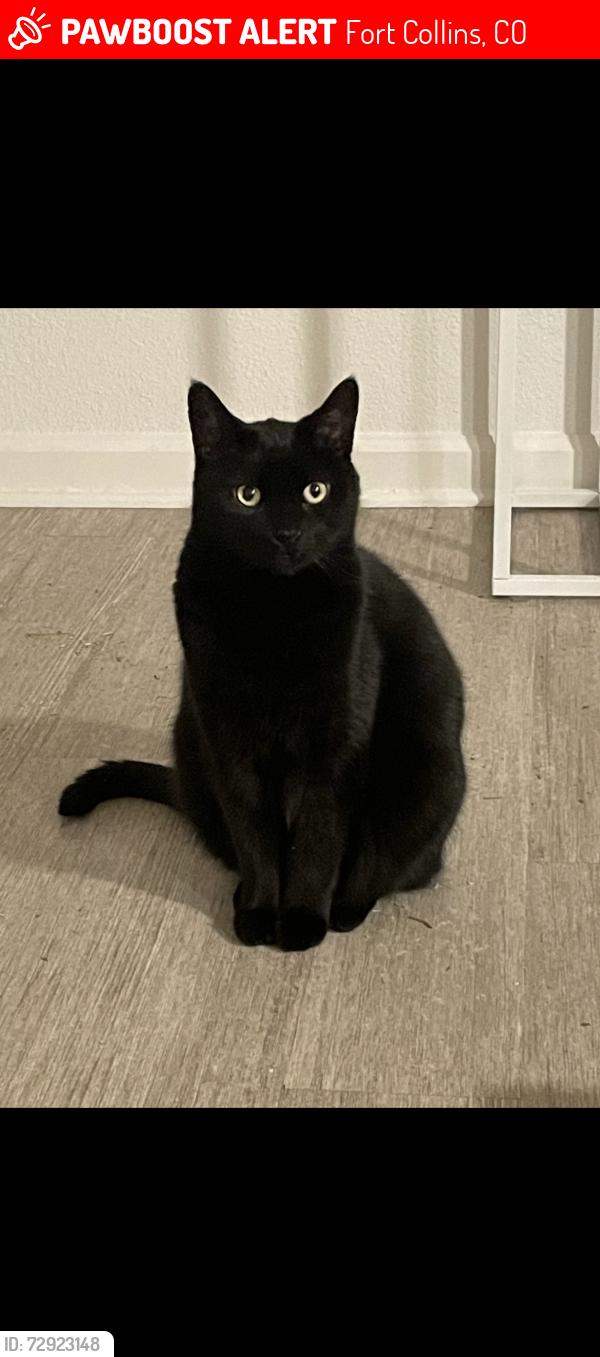 Lost Male Cat last seen Near N county 11 , Fort Collins, CO 80525