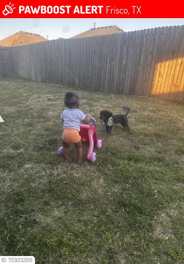 Lost Male Dog last seen eldearado and coit, Frisco, TX 75035