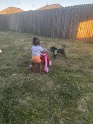 Lost Male Dog last seen eldearado and coit, Frisco, TX 75035