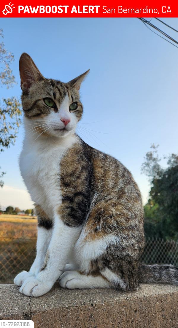 Lost Male Cat last seen Empty Field, Golf Course , San Bernardino, CA 92404