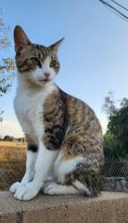 Lost Male Cat last seen Empty Field, Golf Course , San Bernardino, CA 92404
