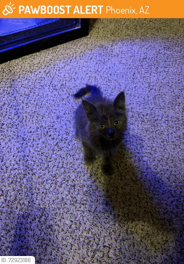 Found/Stray Female Cat last seen Baseline by the old Fry’s Electronics, Phoenix, AZ 85042