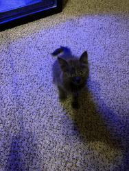 Found/Stray Female Cat last seen Baseline by the old Fry’s Electronics, Phoenix, AZ 85042