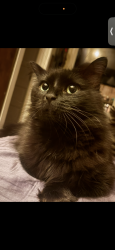 Lost Female Cat last seen West Lansing , Lansing, MI 48915