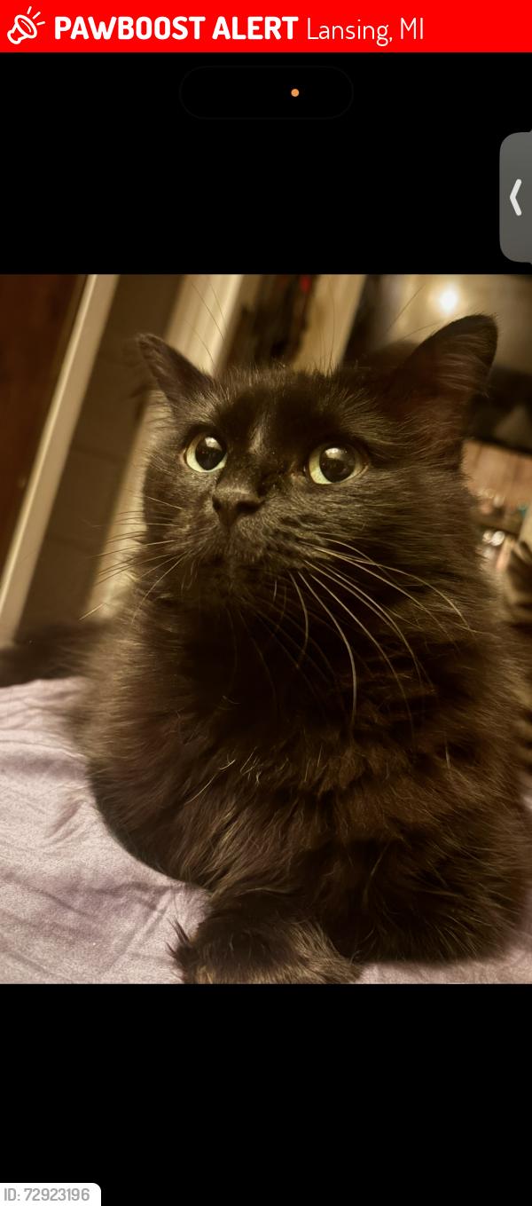 Lost Female Cat last seen West Lansing , Lansing, MI 48915