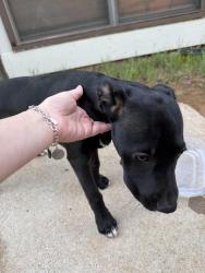 Found/Stray Female Dog last seen Creekwood ln , Fort Worth, TX 76123