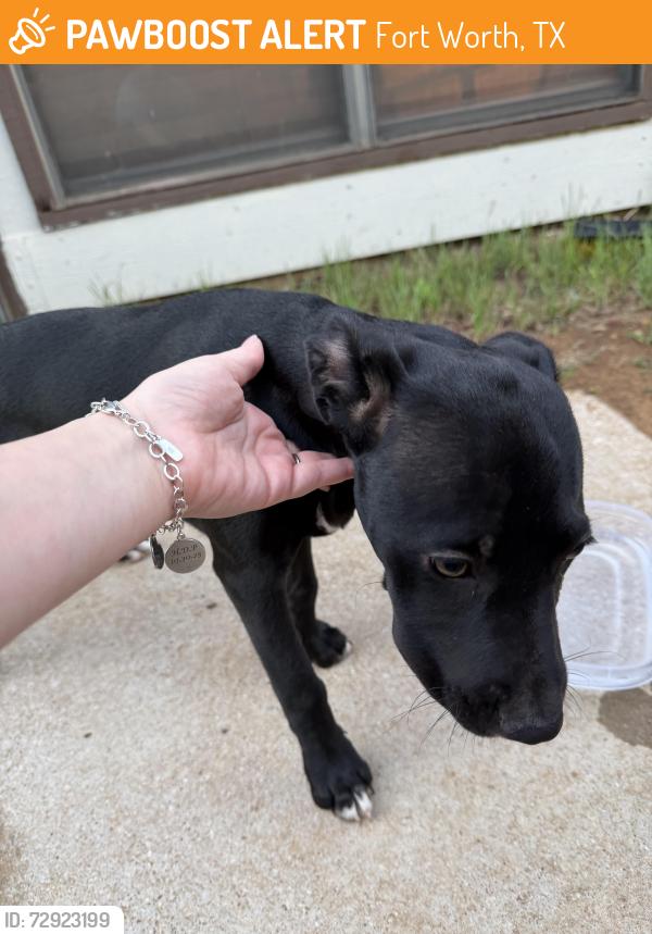 Found/Stray Female Dog last seen Creekwood ln , Fort Worth, TX 76123