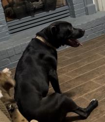 Reunited Female Dog last seen Ginger Cake, Fayetteville, GA 30214
