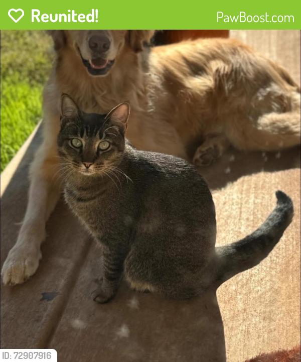 Reunited Male Cat last seen Near NW 35th St, Yukon, OK 73099, USA, Yukon, OK 73099
