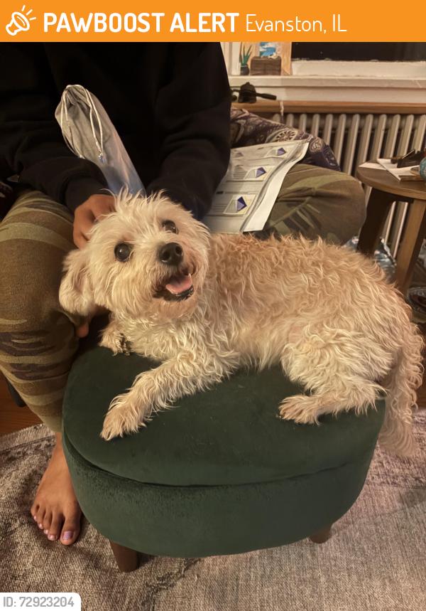 Found/Stray Female Dog last seen Ridge and Harvard Terrace, Evanston, IL 60202