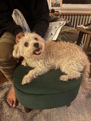 Found/Stray Female Dog last seen Ridge and Harvard Terrace, Evanston, IL 60202