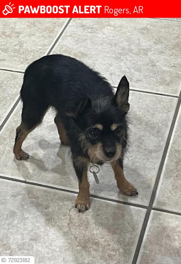 Lost Female Dog last seen Near w Acorn DR, Rogers, AR 72756