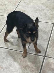 Lost Female Dog last seen Near w Acorn DR, Rogers, AR 72756