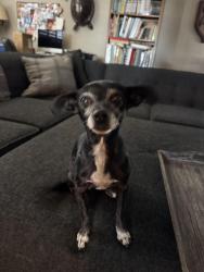 Lost Female Dog last seen 19th and carnelian , Rancho Cucamonga, CA 91701