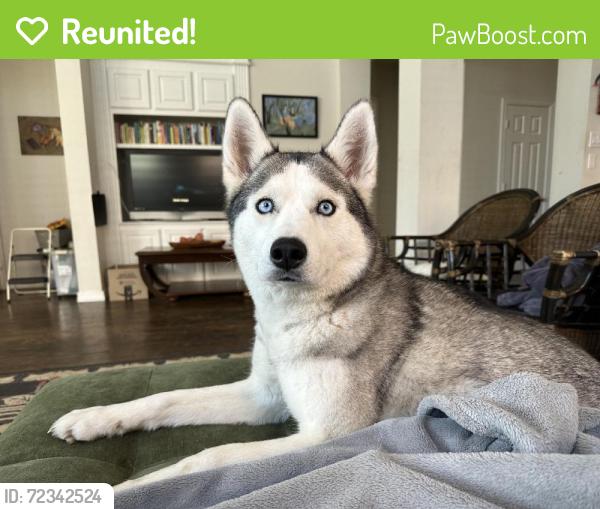 Reunited Female Dog last seen Near Belfort Dr, Frisco, TX 75035, USA, Frisco, TX 75035