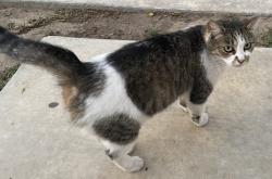 Reunited Female Cat last seen Near Ilona Ave, Los Angeles, CA 90064